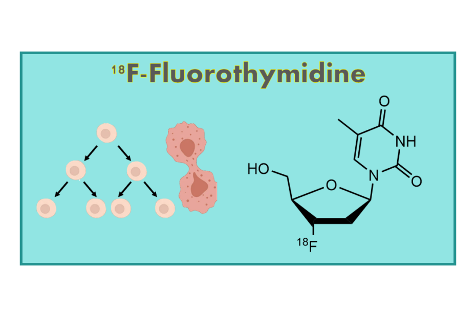 18F-Fluorothymidine (FLT)