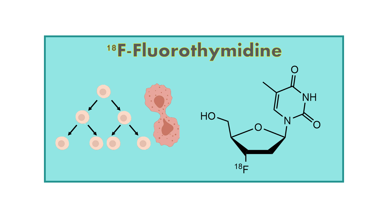 18F-Fluorothymidine (FLT)