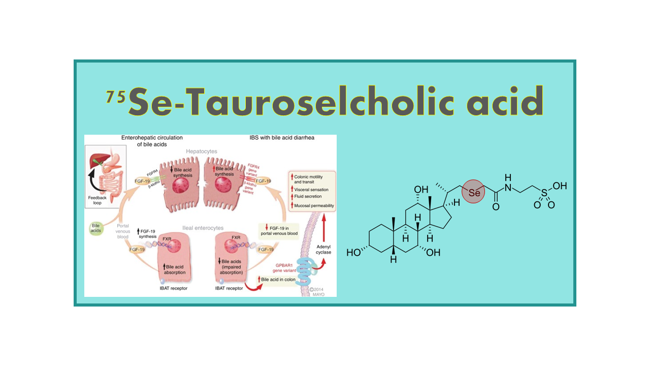 75Se-Tauroselcholic acid