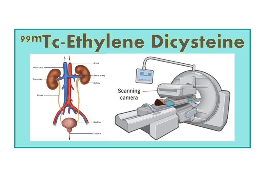 99mTc-Ethylene Dicysteine (EC)