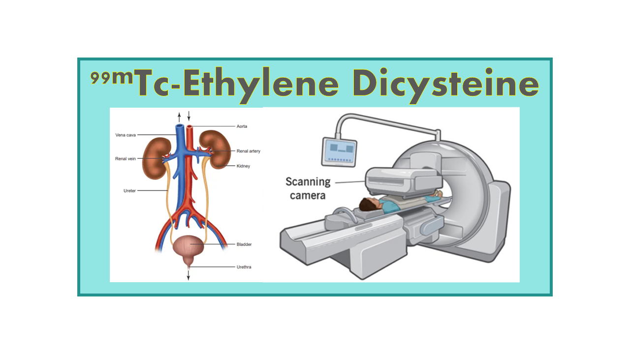 99mTc-Ethylene Dicysteine (EC)