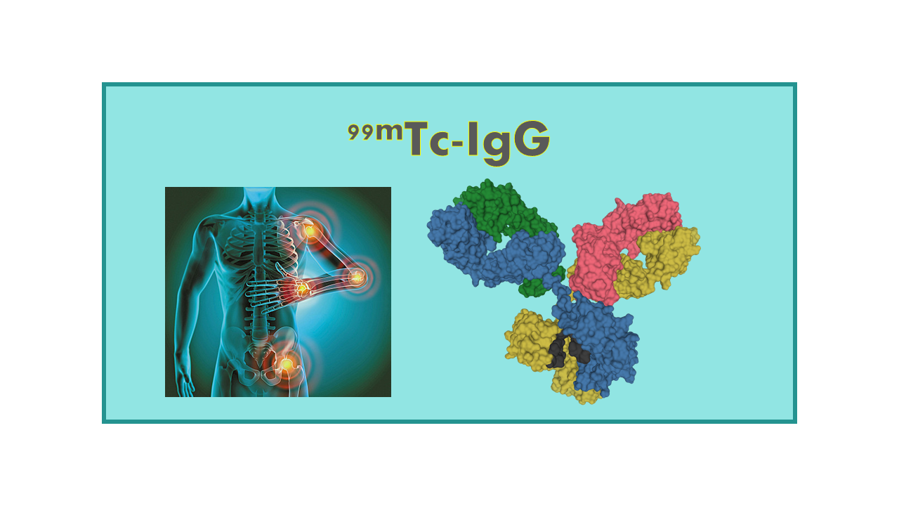 99mTc-IgG